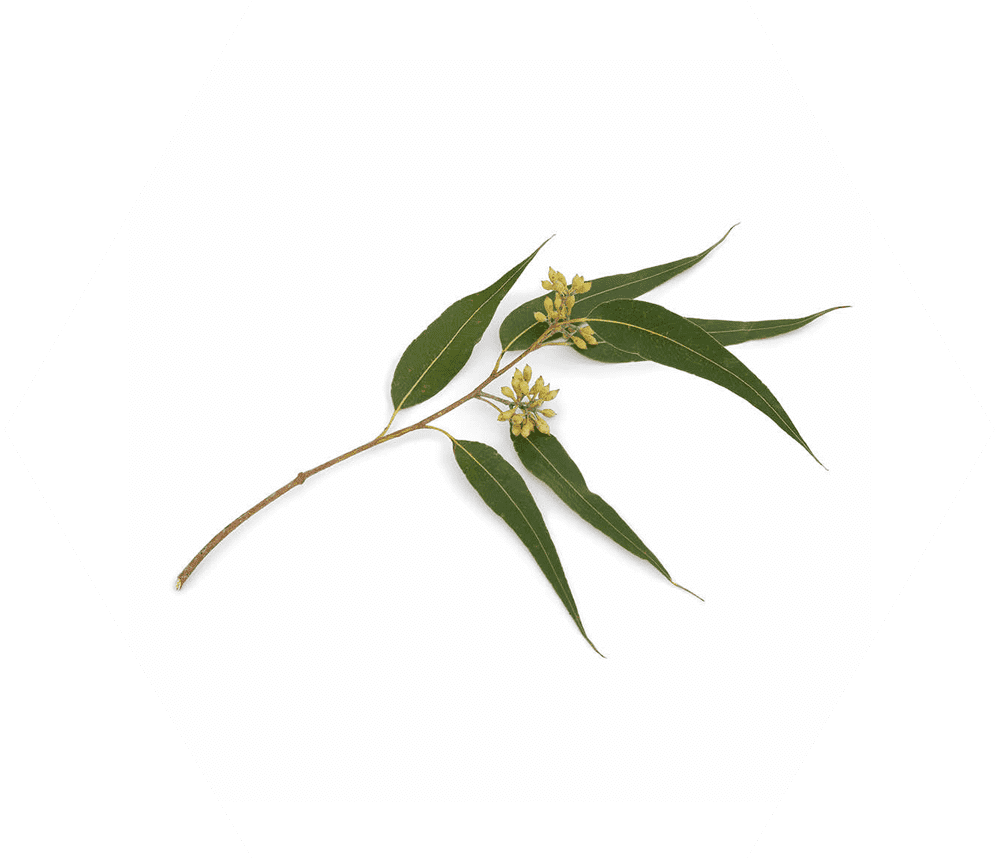 Smooth AF® with Eucalyptus